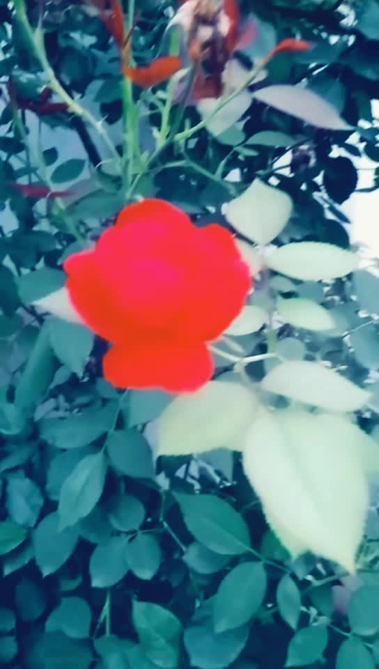 @Shahbaz Alam