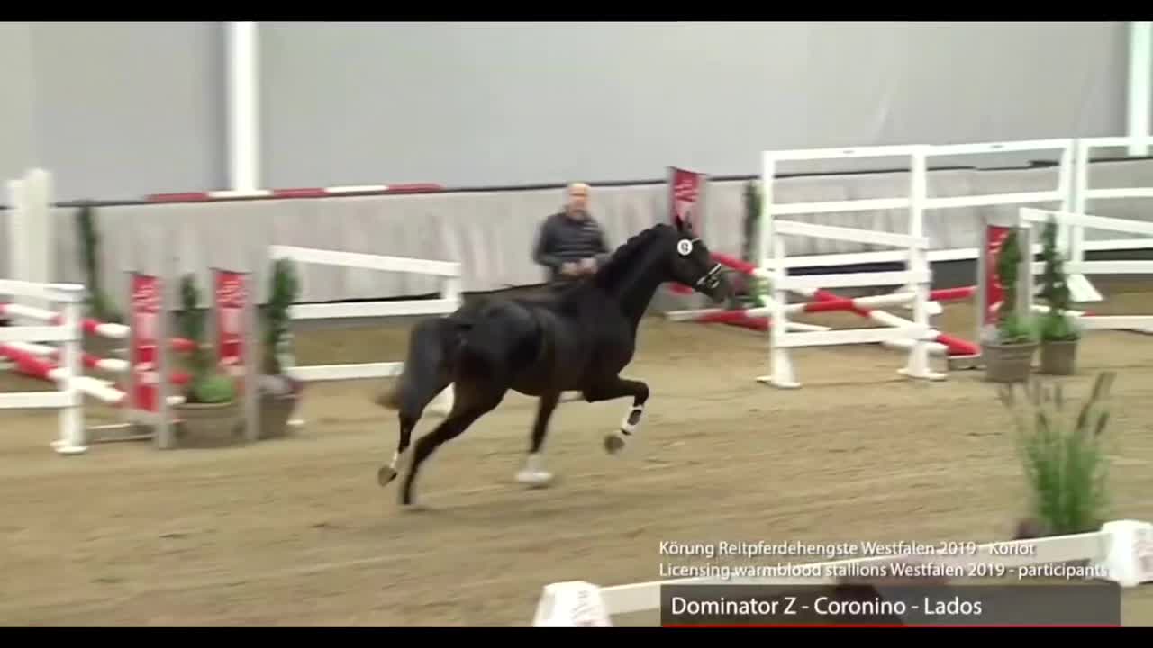 @Horses
