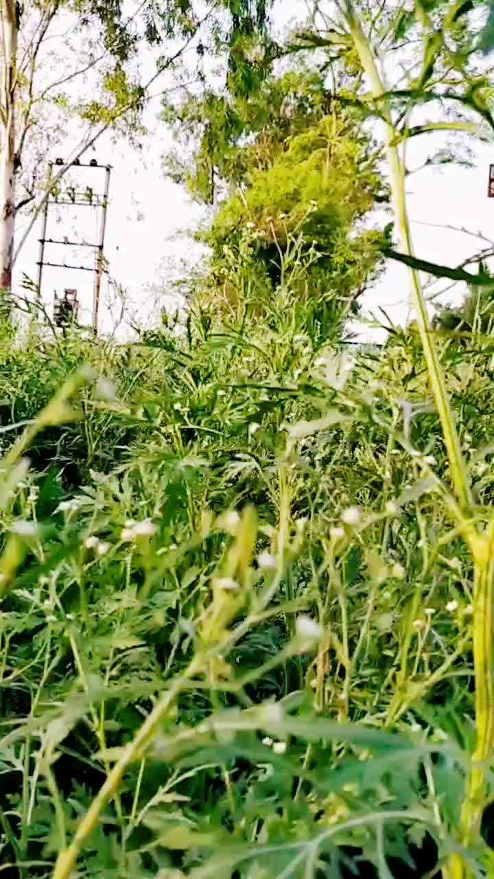 @sonusonu48