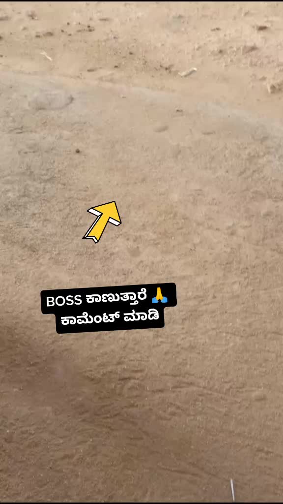@dboss_fan