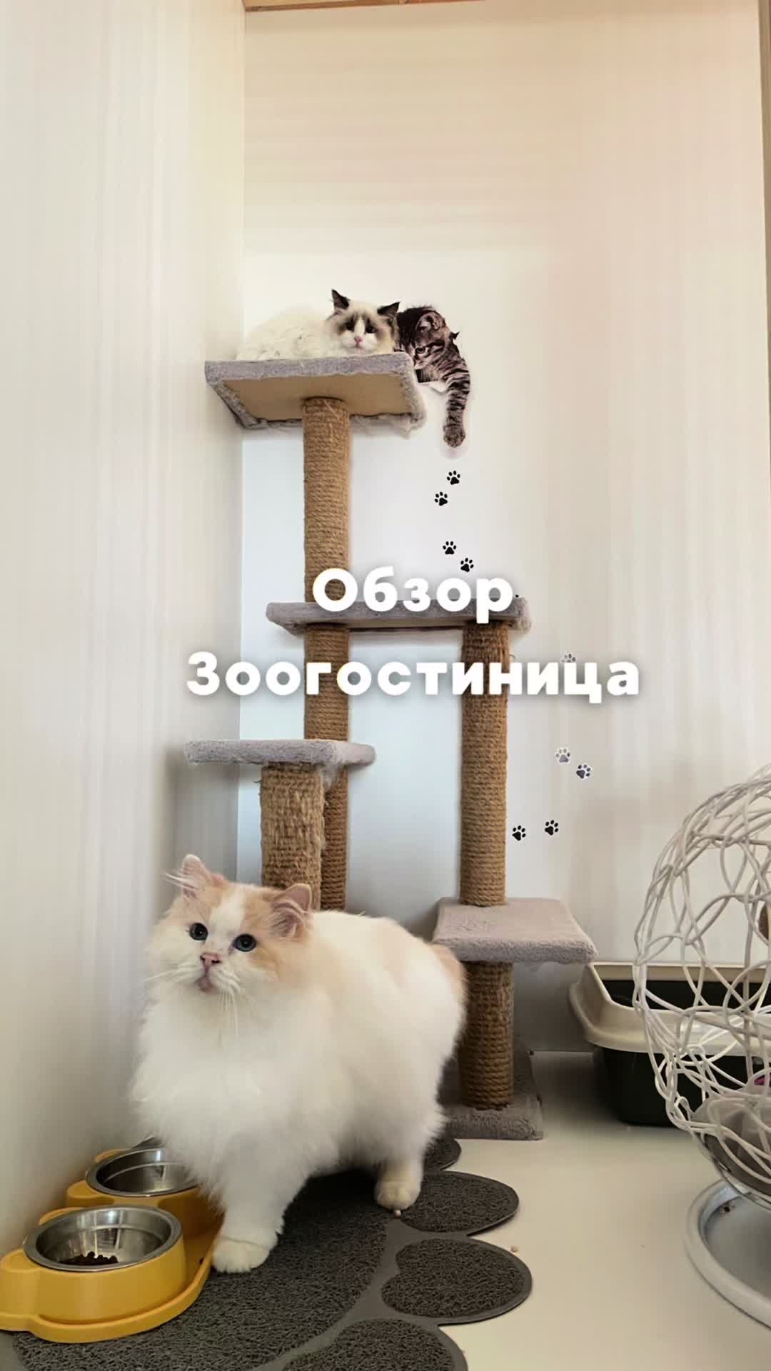 @dogcat_center.by