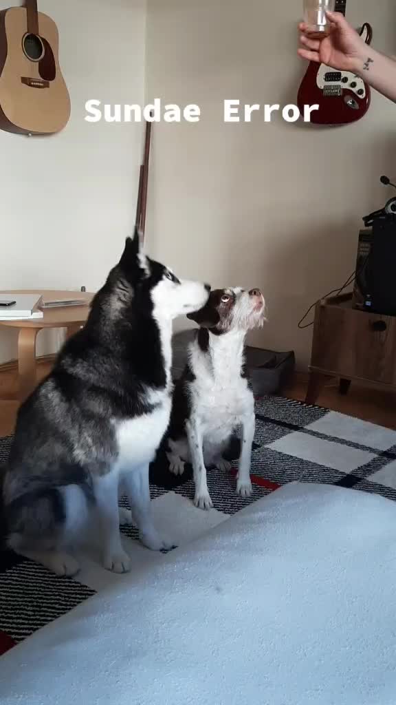 @Erzathehusky