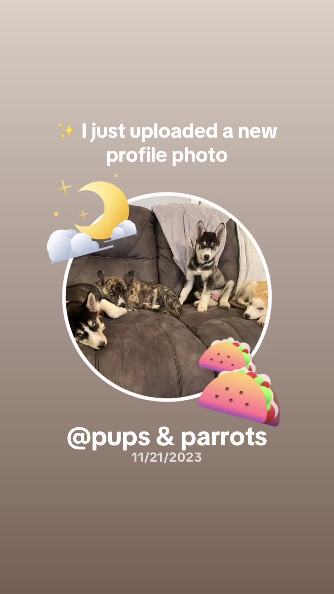 @pups & parrots