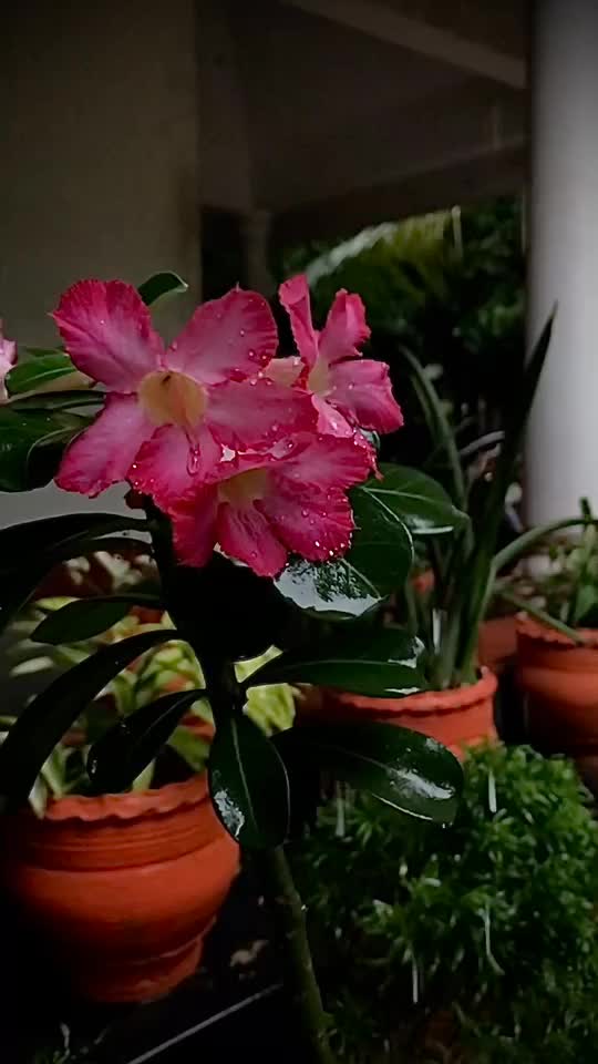@Ammu Manohar