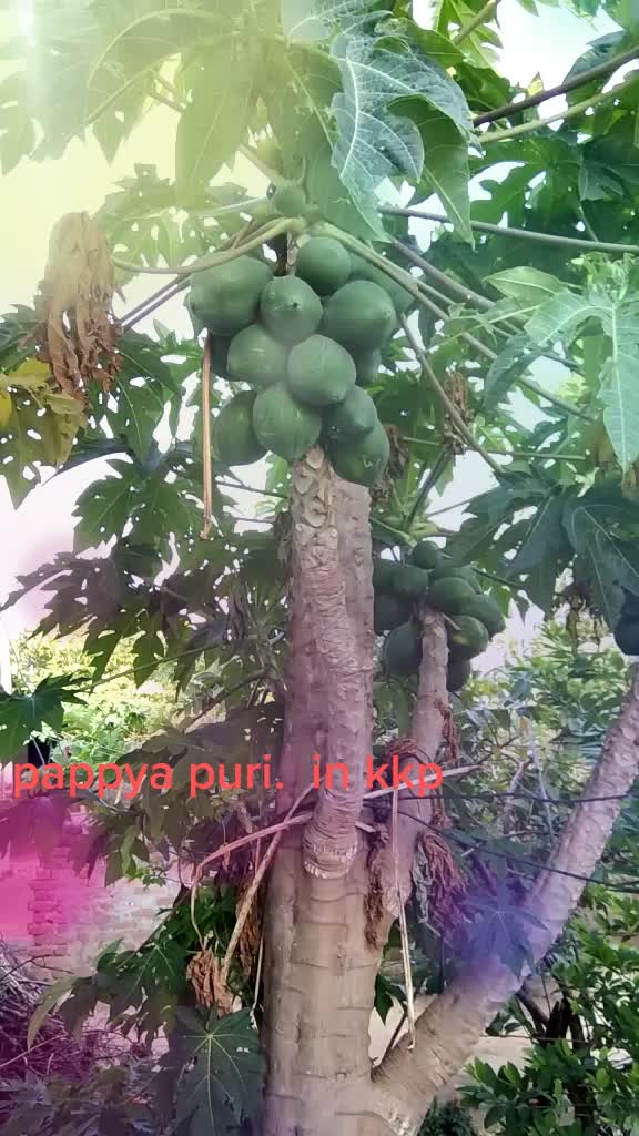 @kommula Naresh 143