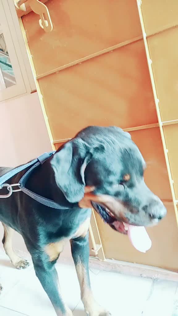 @Ranju Royal udugi 💕