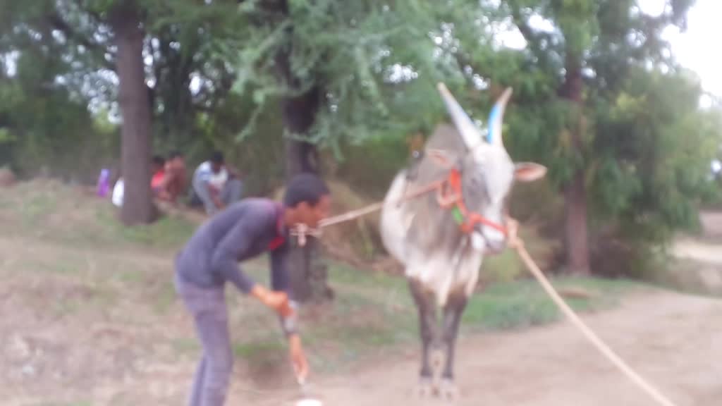 @bailgada sharyat