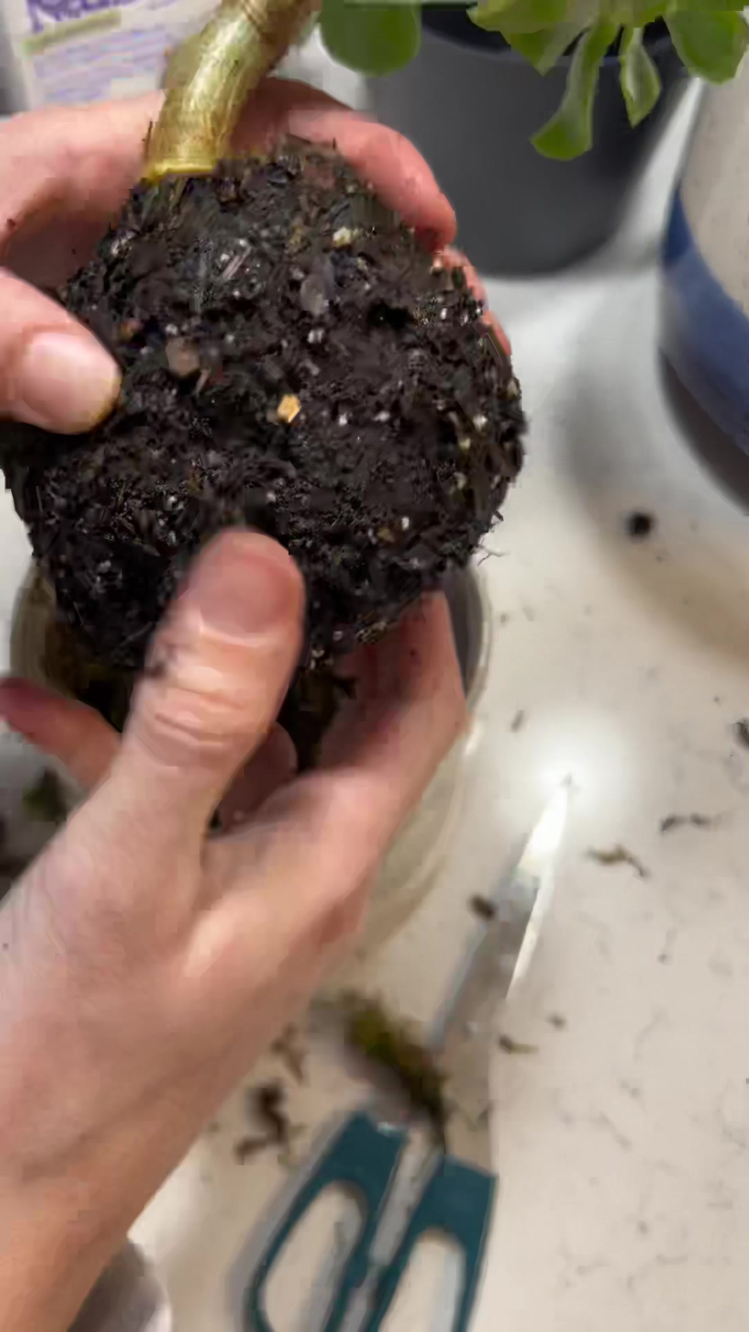 @Tiny Plants