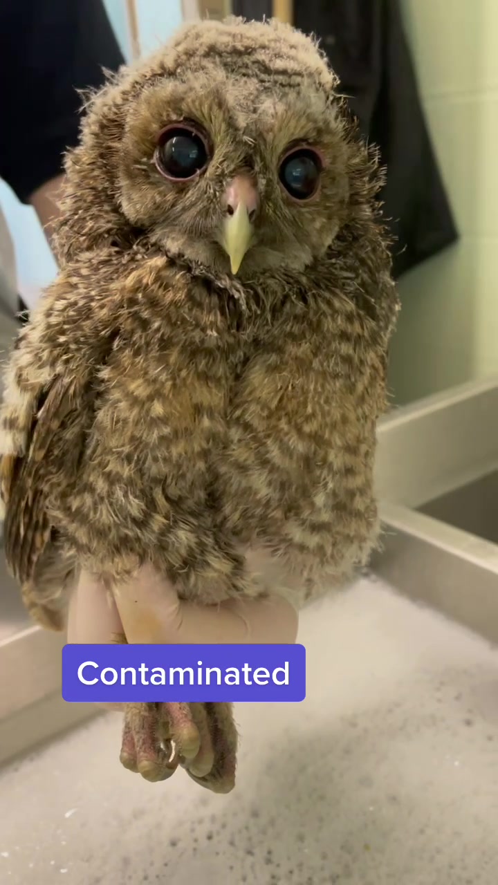 @StapeleyWildlifeRehab
