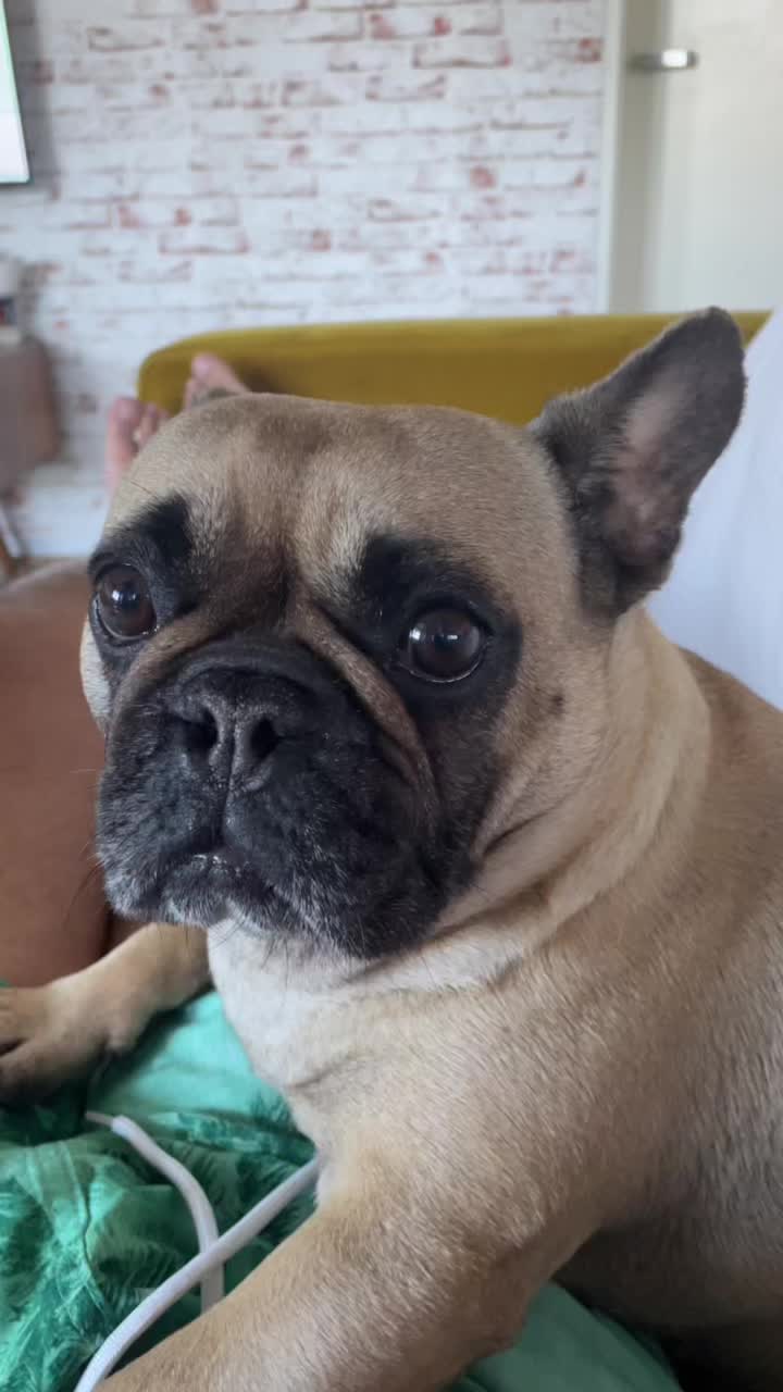 @Miss Lola the Frenchie
