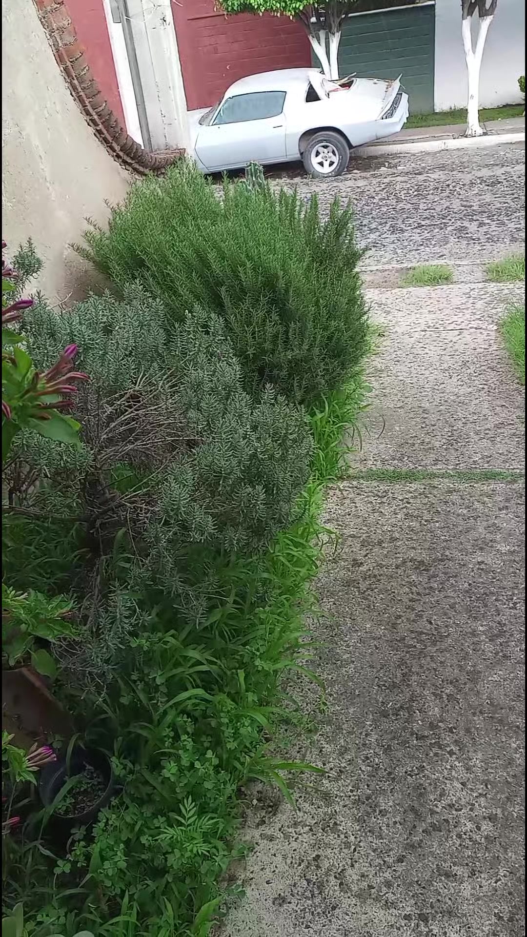 @Cmorphoasul
