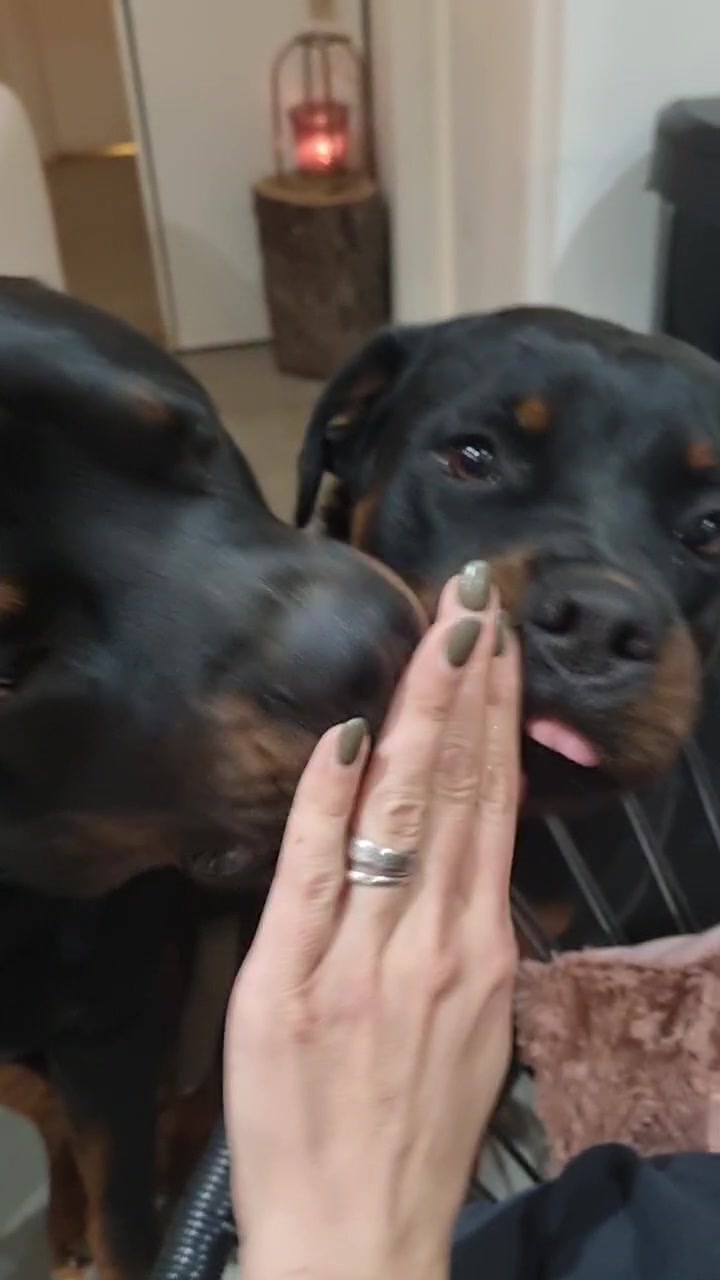 @Laetitia FACHETTi Rottweiler