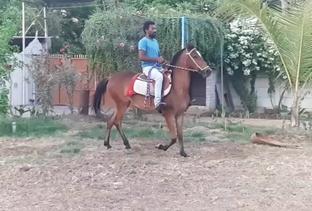 @🏇Sonu rider🏇