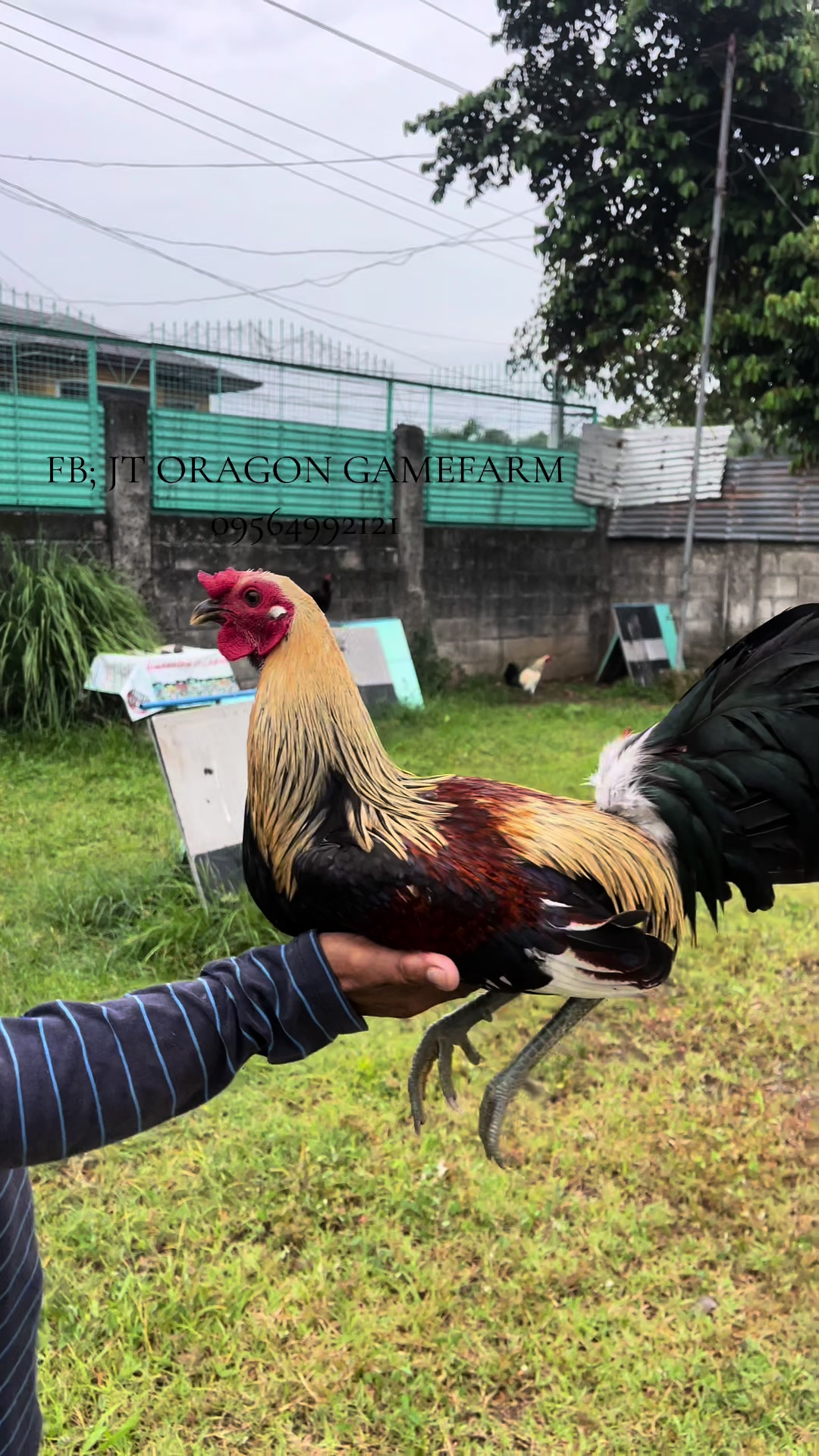 @JT ORAGON GAMEFARM