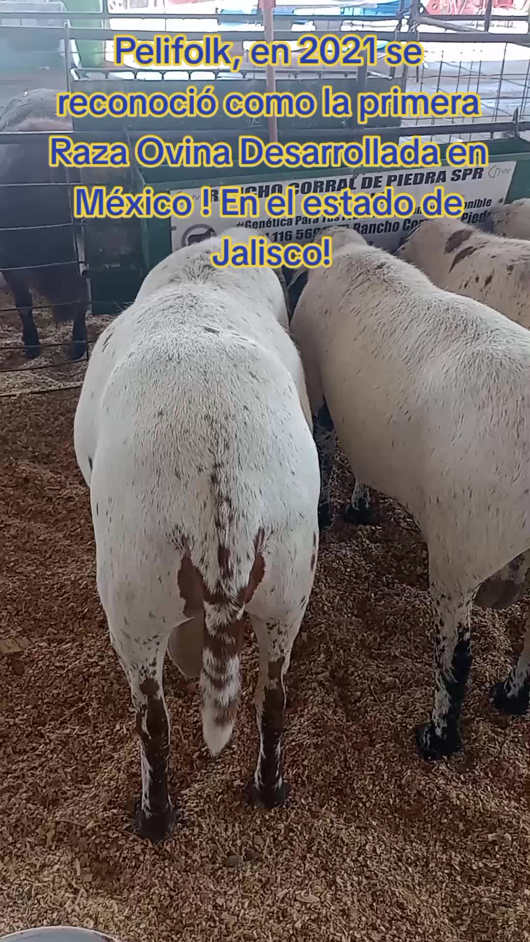 @ASAGESP