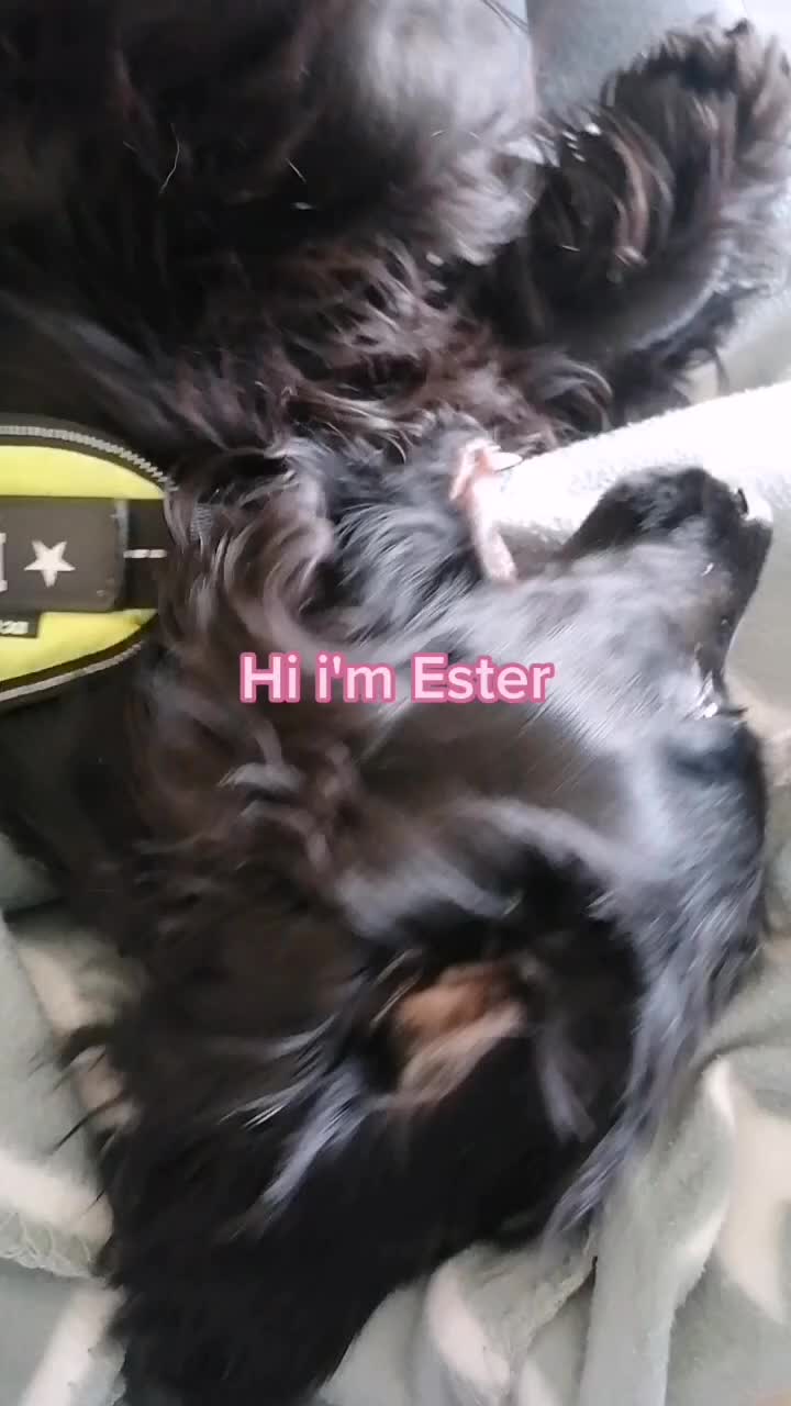 @Cockerspanielester