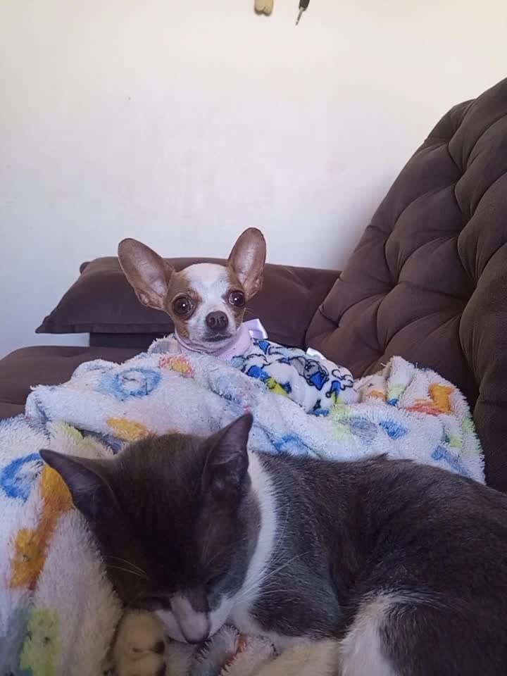 @Lilizinha🐶
