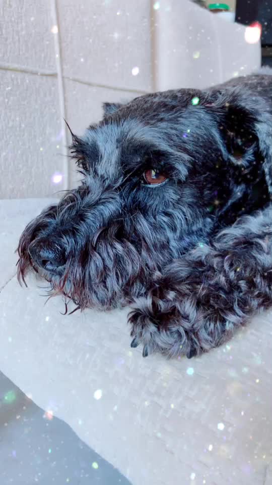 @𝔾𝕆𝕂𝕌 🐶
