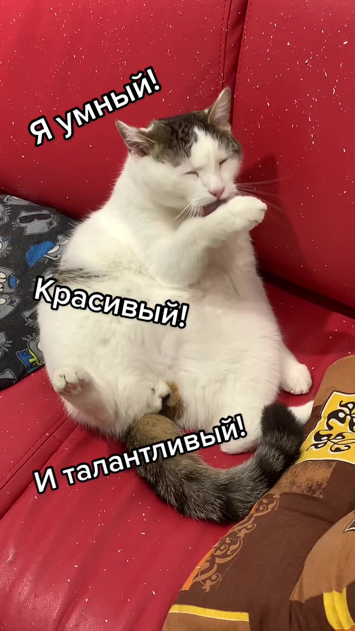 @Антошкин Кот