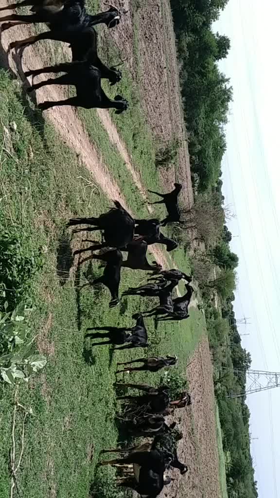 @Raju kuruma