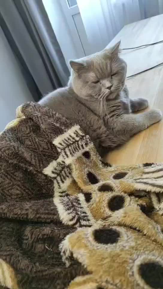@Кошка Зефирка