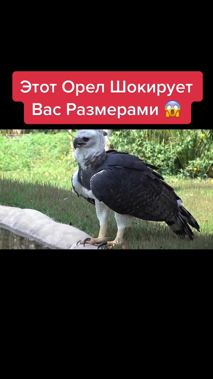 @Живность