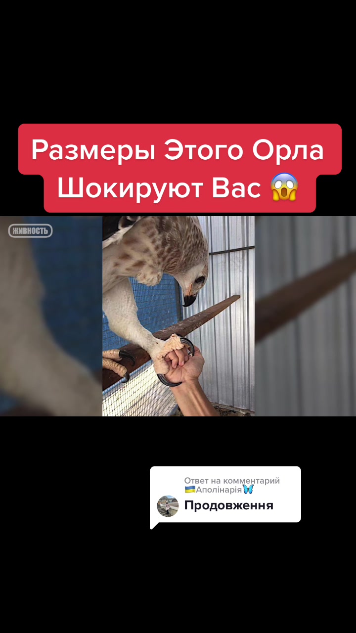 @Живность
