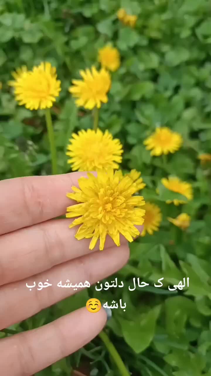 @raha69696