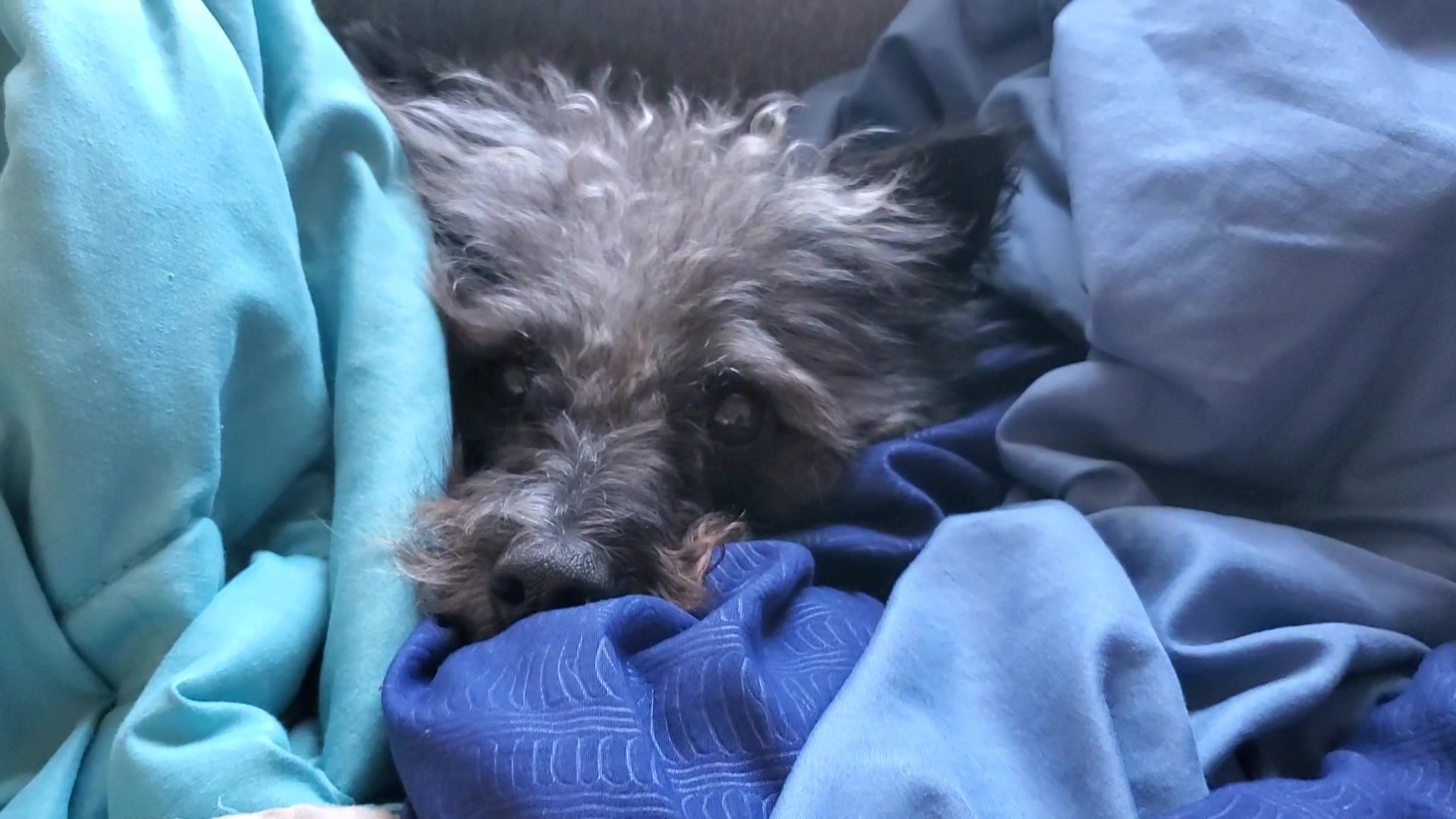 @Toto the Mutt