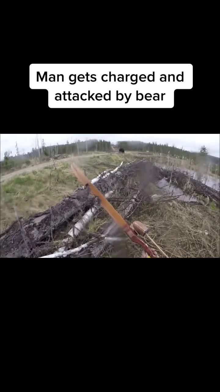 @When_animals_attack