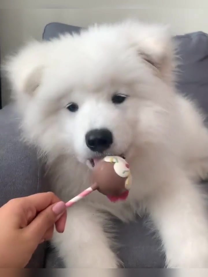 @vdogtv