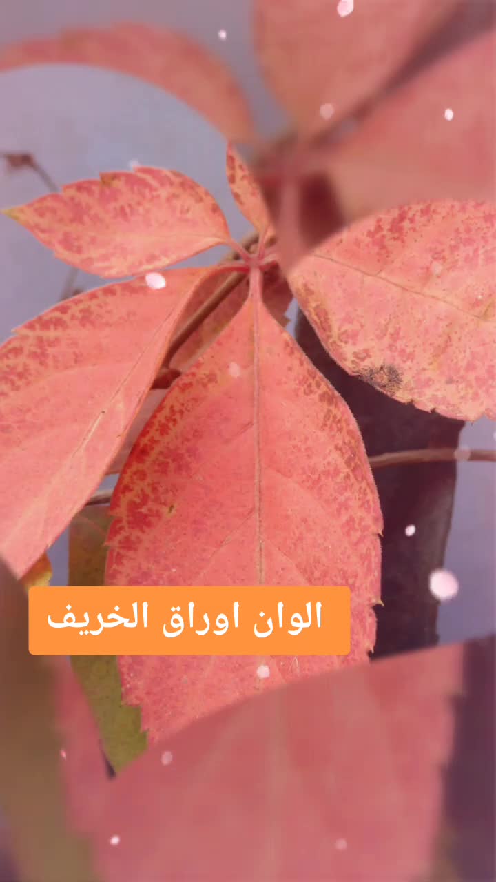 @go&eacute;land.dz