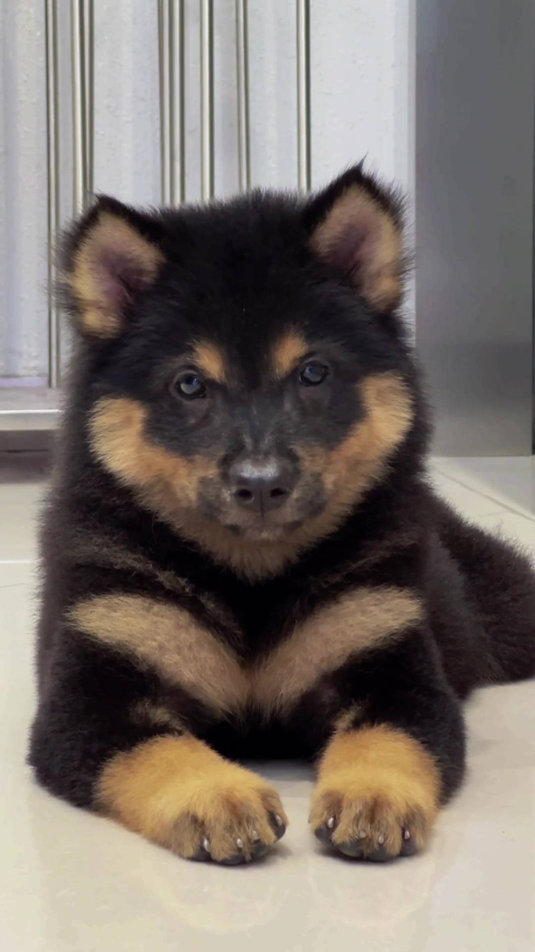 @南粤陪伴犬