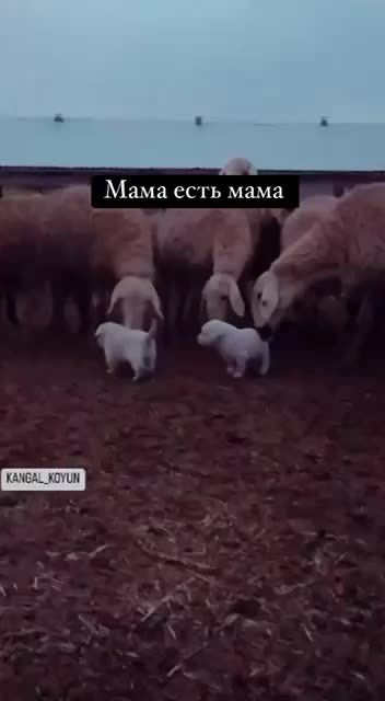 @Асель Ромашка