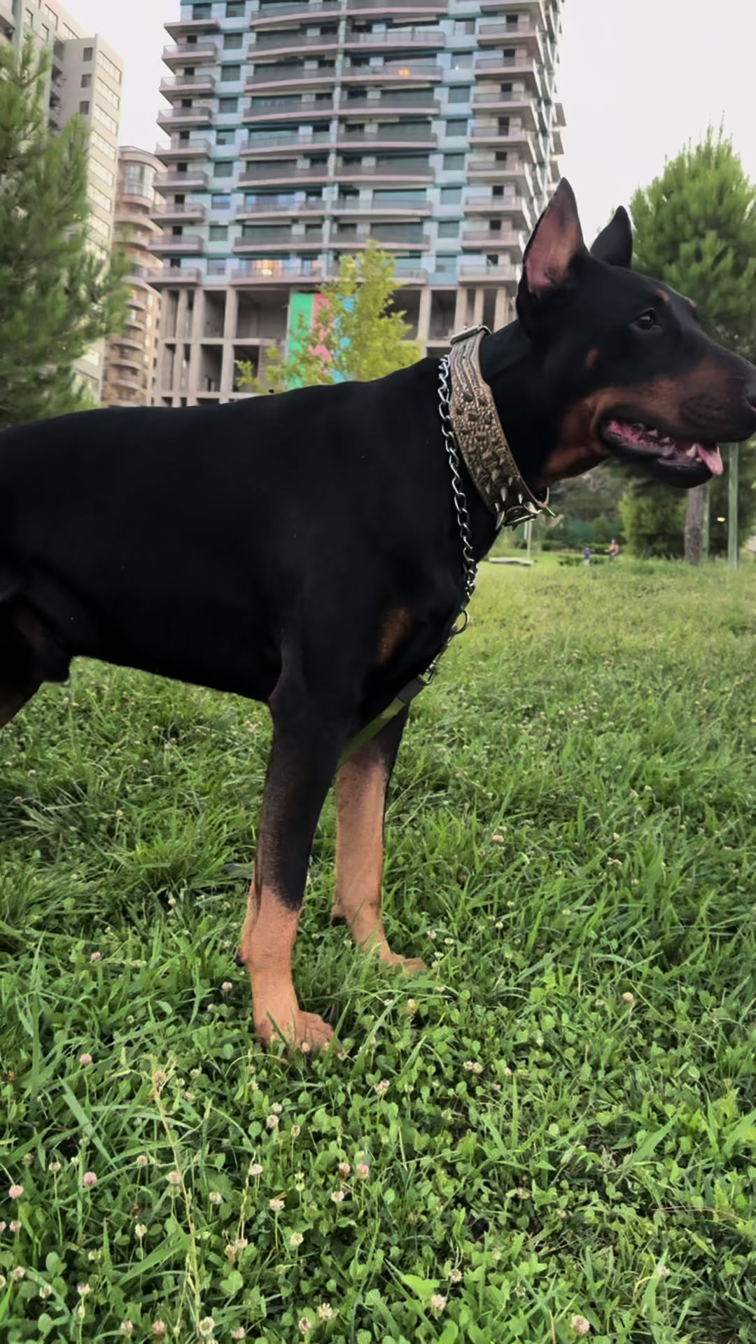 @dobi.baron