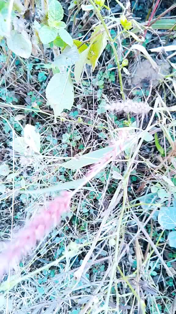 @Mushraf Kagadi