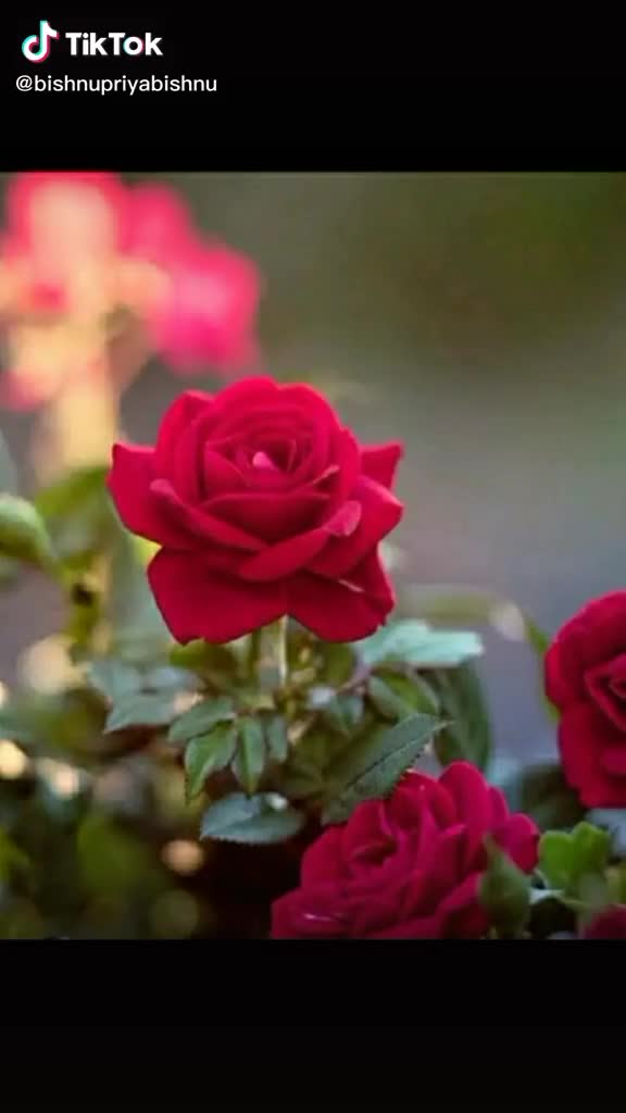 @Bishnupriya Bishnupr