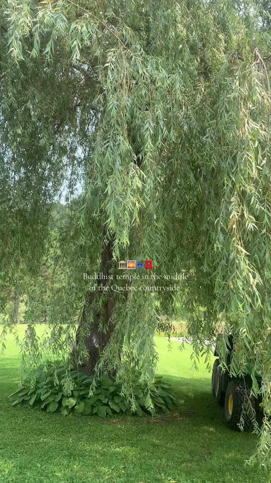 @Твоя собака