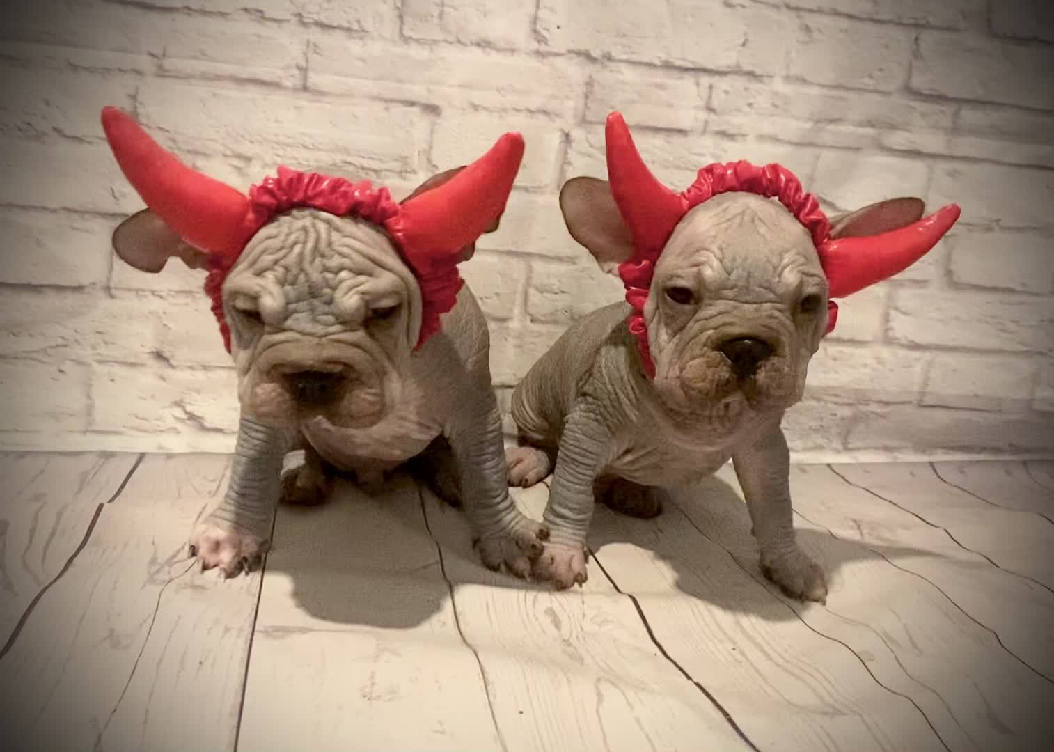 @Softskinpuppies
