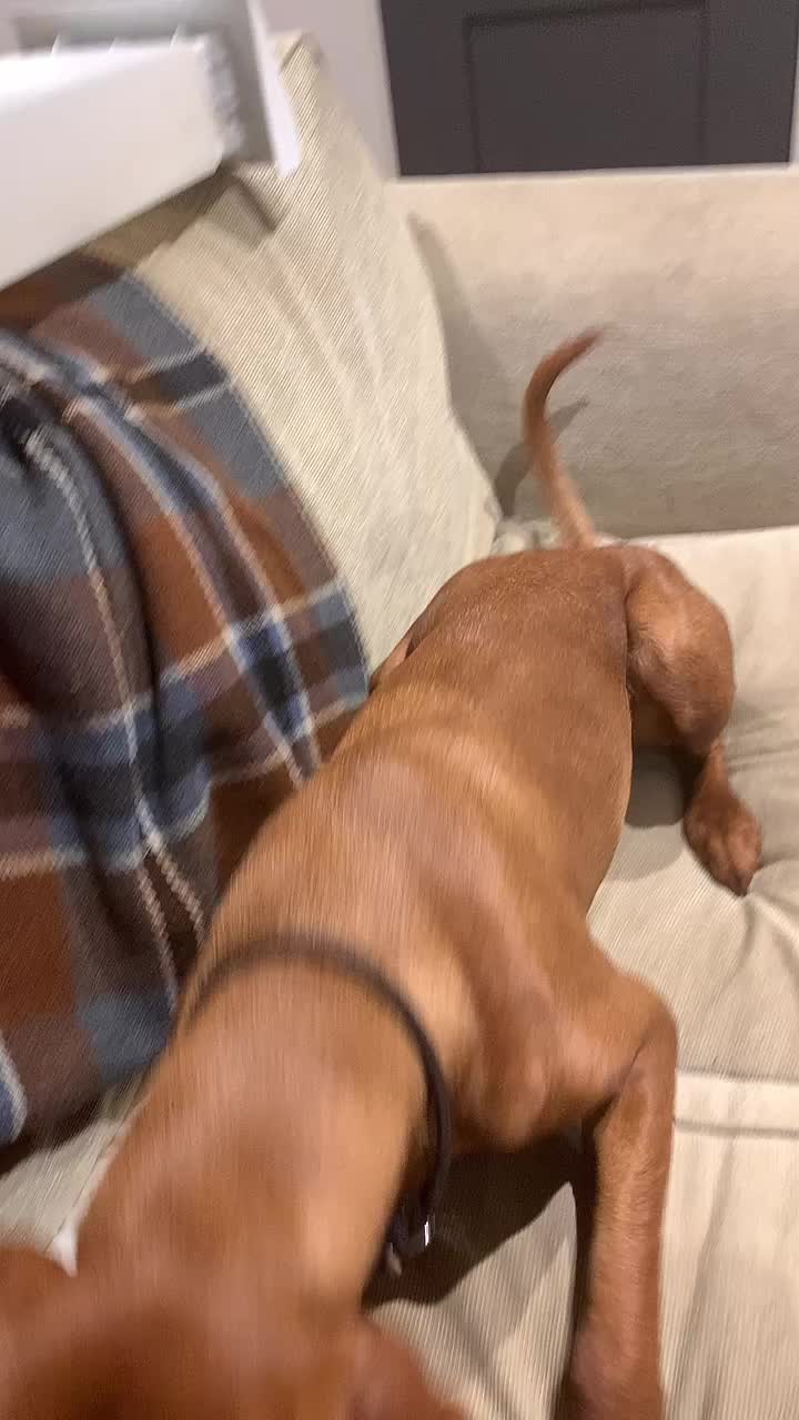 @Just that adorable pup