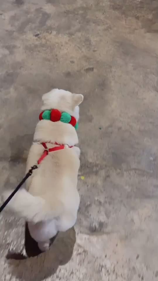 @Fluffy Creamy Dog