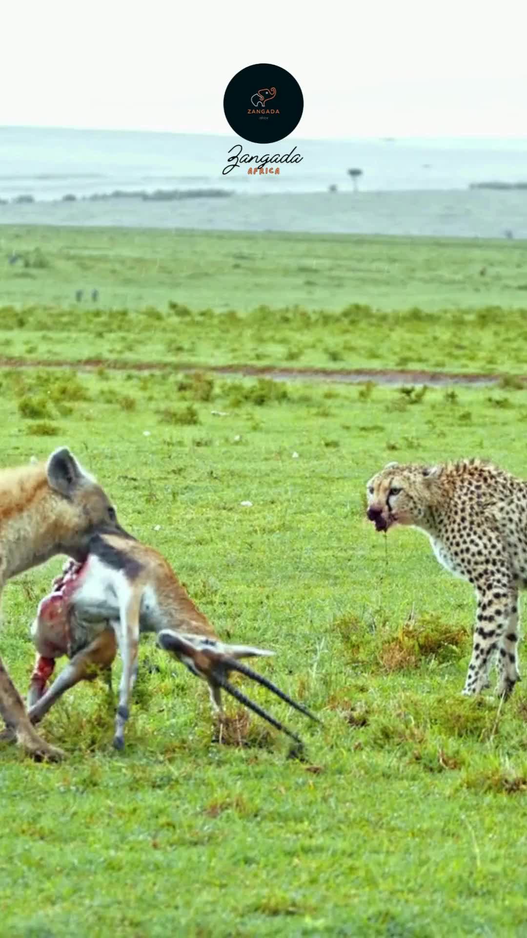 @Zangada Africa
