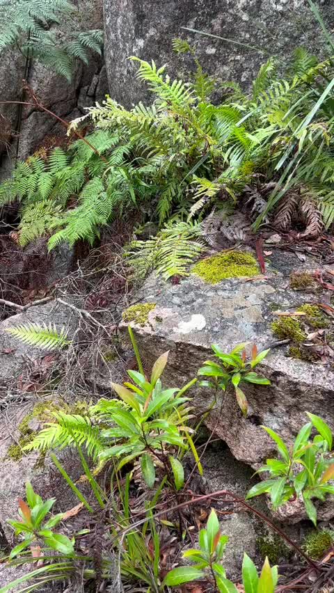 @Flea