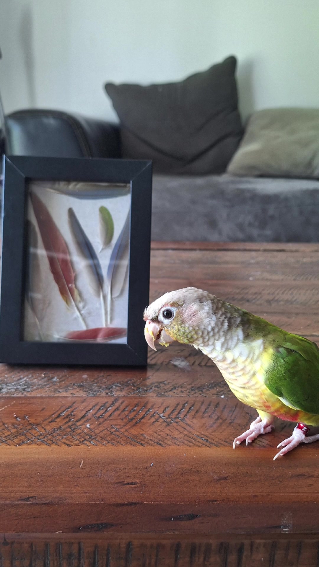 @birbwirb