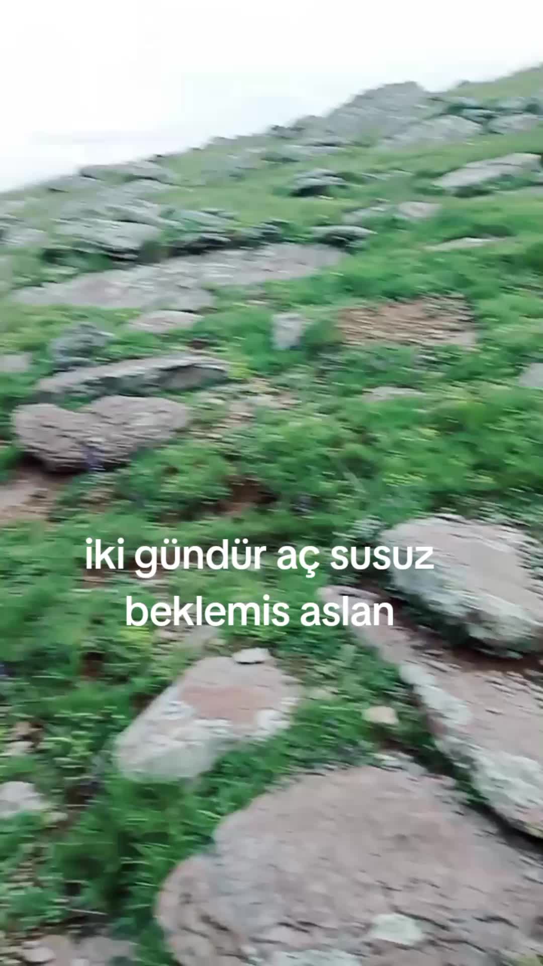 @şahinpolat