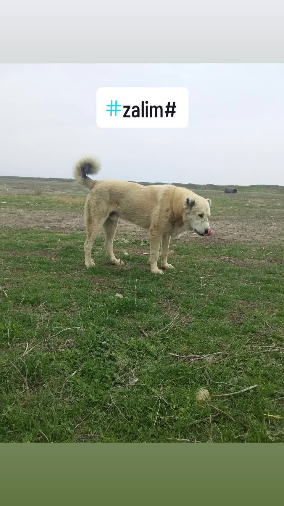 @Zalim_033