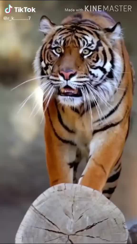 @Call_me_Gaja