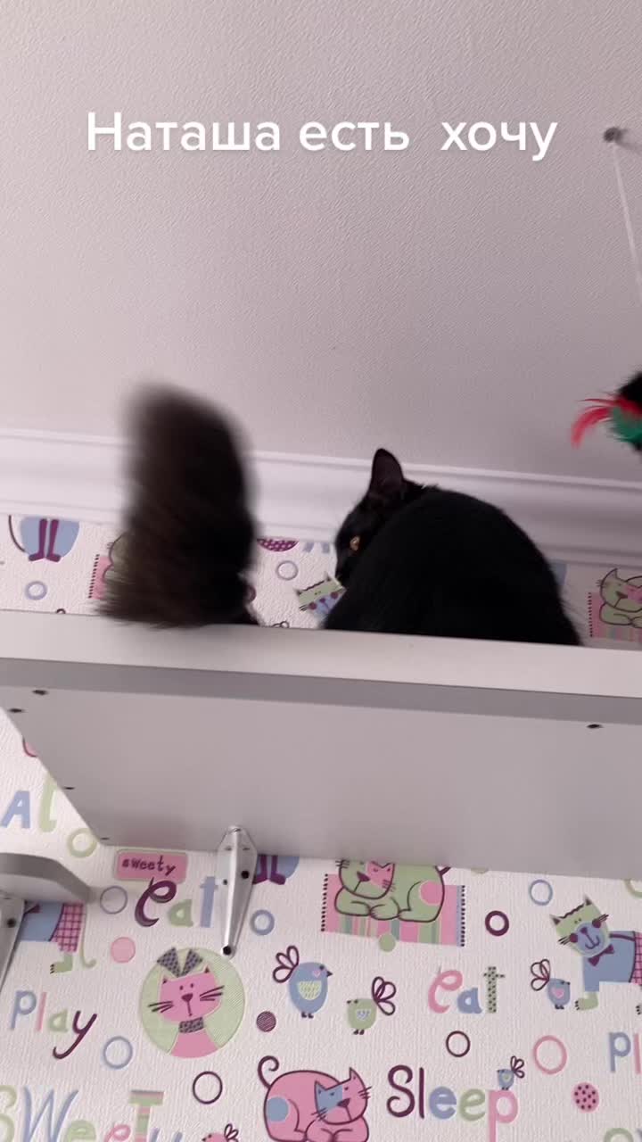 @Хвостатые бандиты🐈⬛🐈