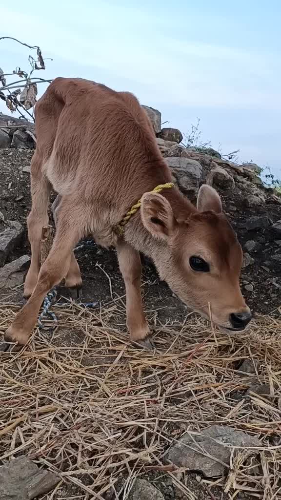 @Raju bhai