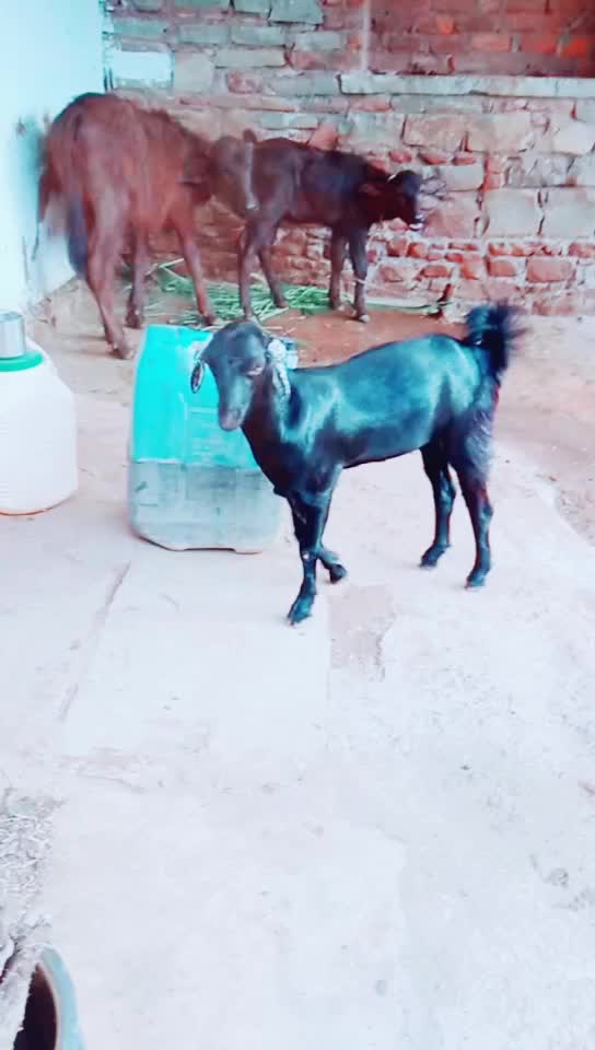 @Sonu Dhanger kesunda